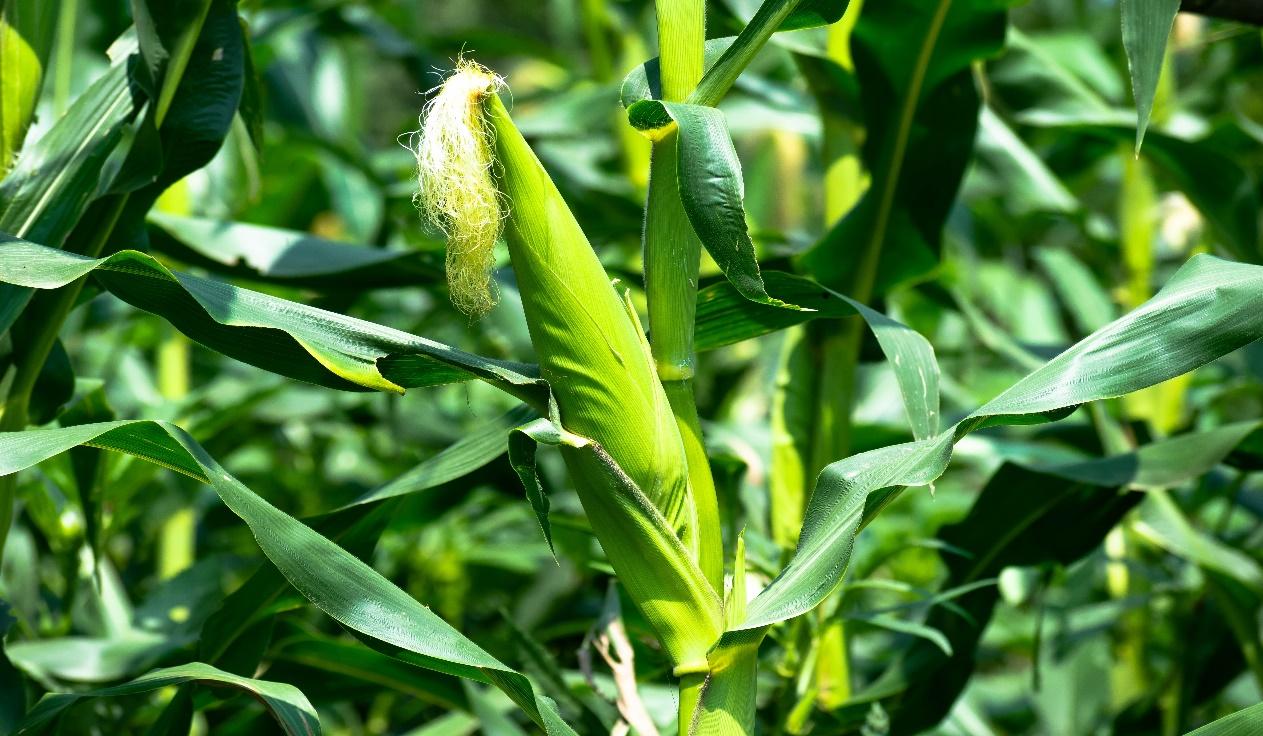 A close up of a plant

Description automatically generated with low confidence