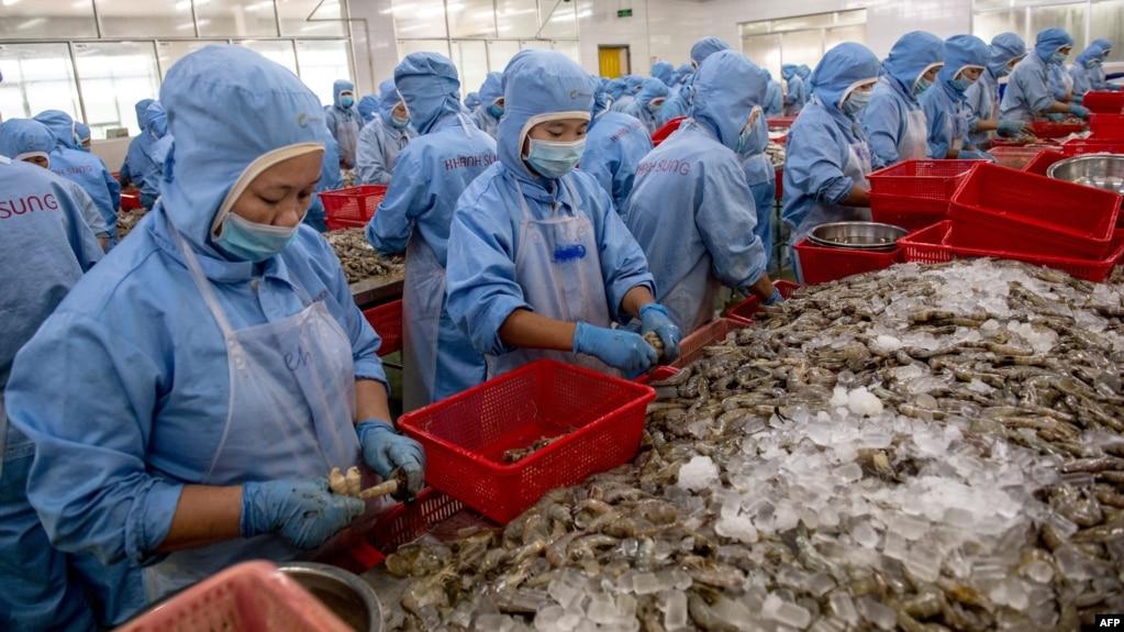 Công nhân làm việc tại một xưởng xuất khẩu tôm của Việt Nam. Tôm đông lạnh là một trong những sản phẩm mà Bộ Thương mại Mỹ đang tiếp nhận hồ sơ rà soát thuế chống bán phá giá.