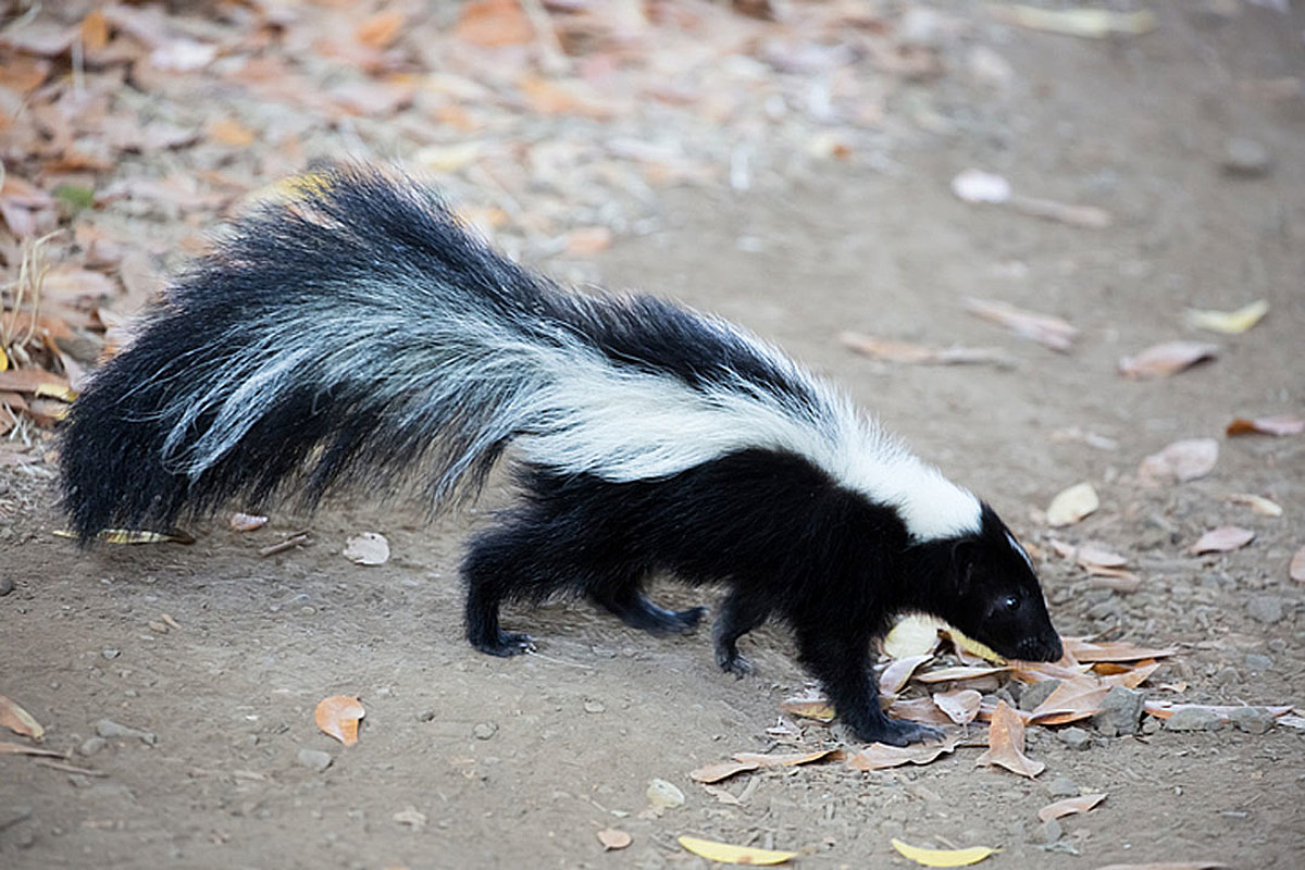 How To Get Rid Of Skunks From Under Your House