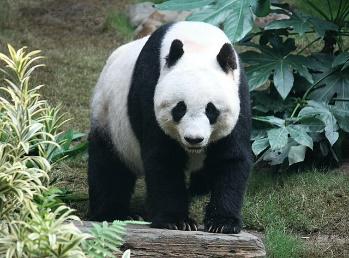 https://upload.wikimedia.org/wikipedia/commons/thumb/0/0f/Grosser_Panda.JPG/640px-Grosser_Panda.JPG