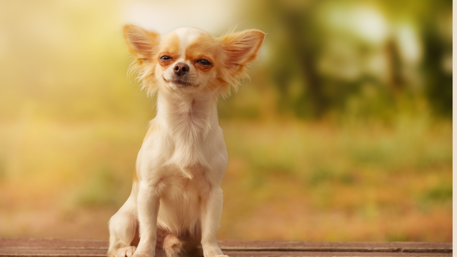 Long haired chihuahua size hotsell