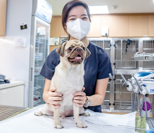 vet clinic singapore