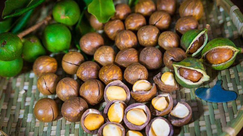 Mắc ca Việt Nam có kích thước hạt không đều, vỏ dày, màu nâu đậm, bột mịn bao quanh nhân