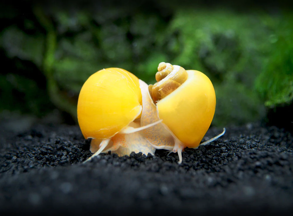 How To Do Mystery Snails Mate