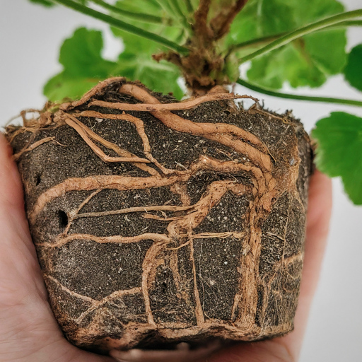 Planting Your Cloudy Geranium: Witnessing Growth