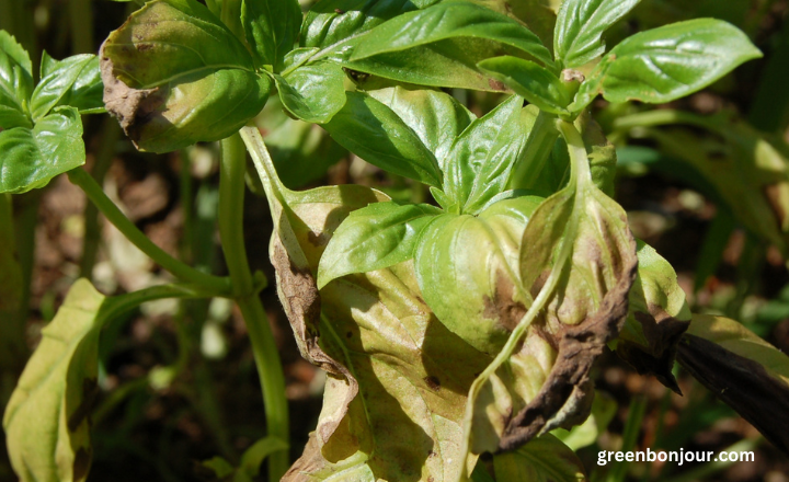 basil plant leaves turning brown