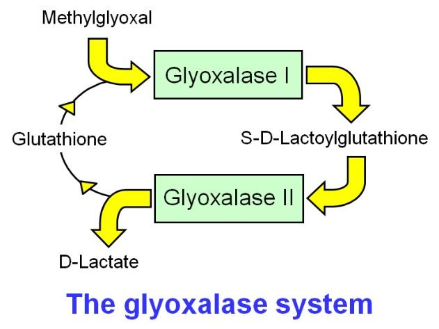 A diagram of a glycoholic system

Description automatically generated