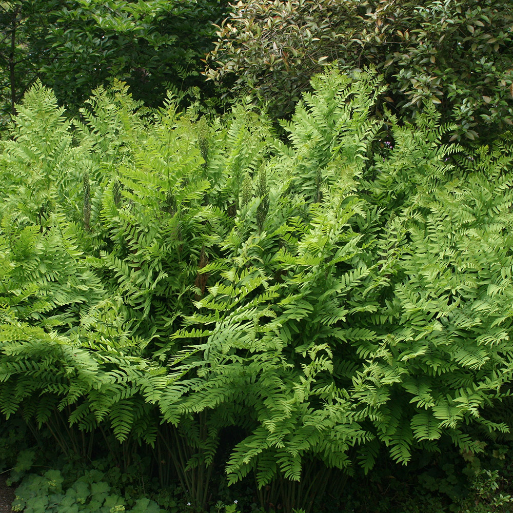 Royal Fern (Osmunda regalis) 