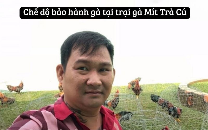 Chế độ bảo hành gà tại trại gà Mít Trà Cú