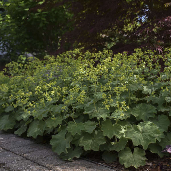 Alchemilla is an invasive plant and if not controlled, it will spread vast areas as it produces a large number of seeds.