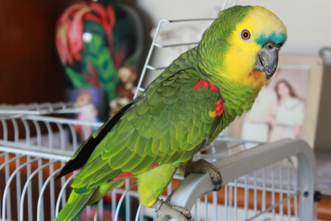 Chop Recipe For Parrots