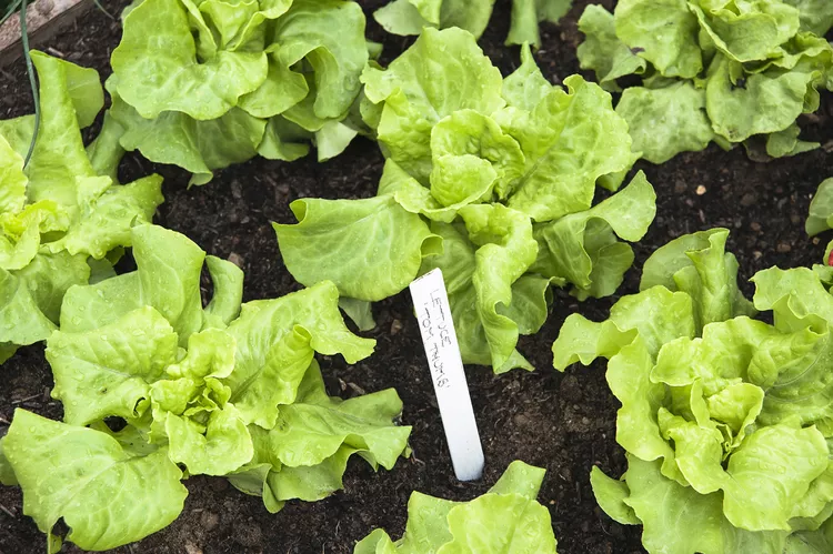 How do you make lettuce grow during summer