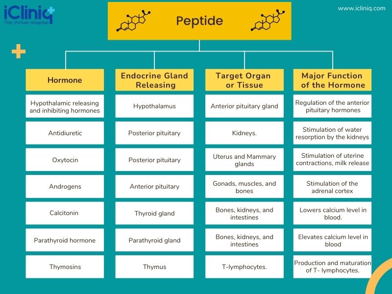 Hormones in the Body - Chemical Class - Peptide