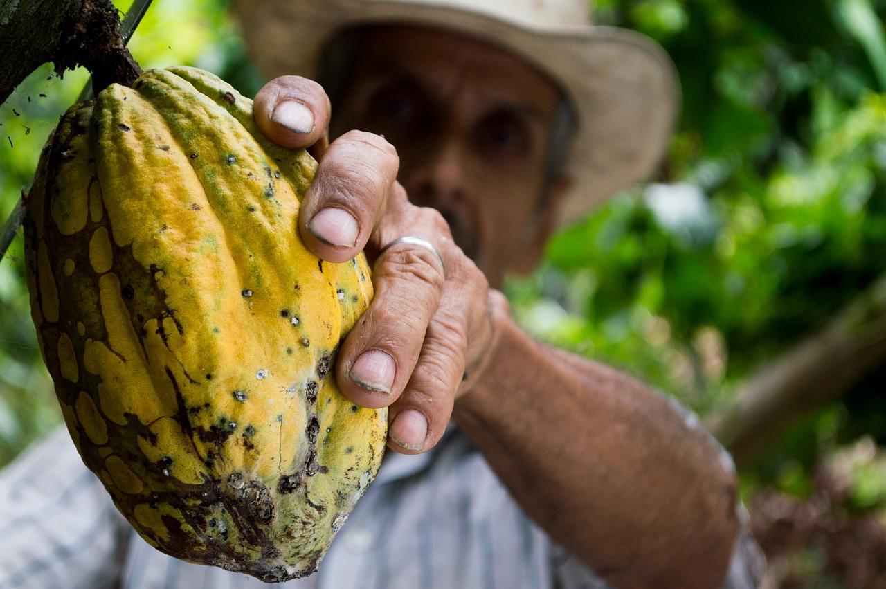 Fique por dentro da história e benefícios do cacau