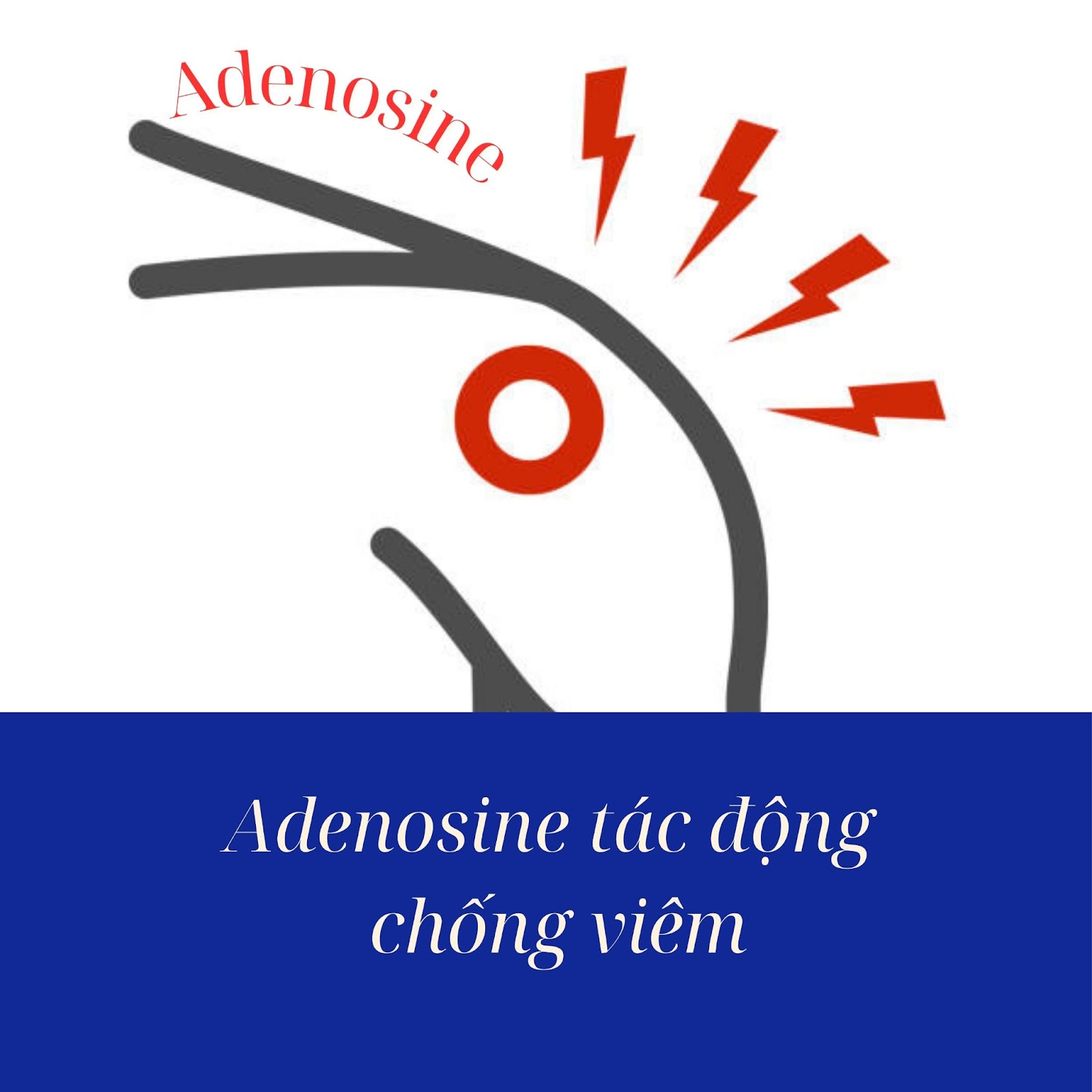 Adenosine Tác động chống viêm