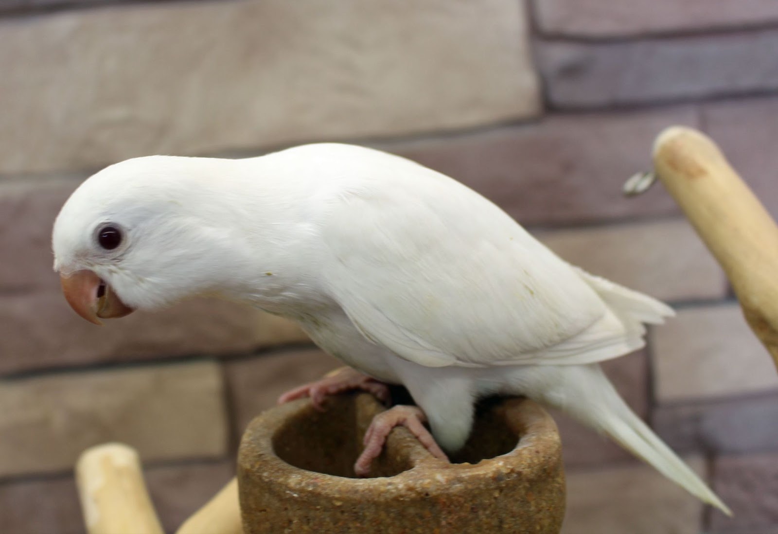 White Quaker Parrots