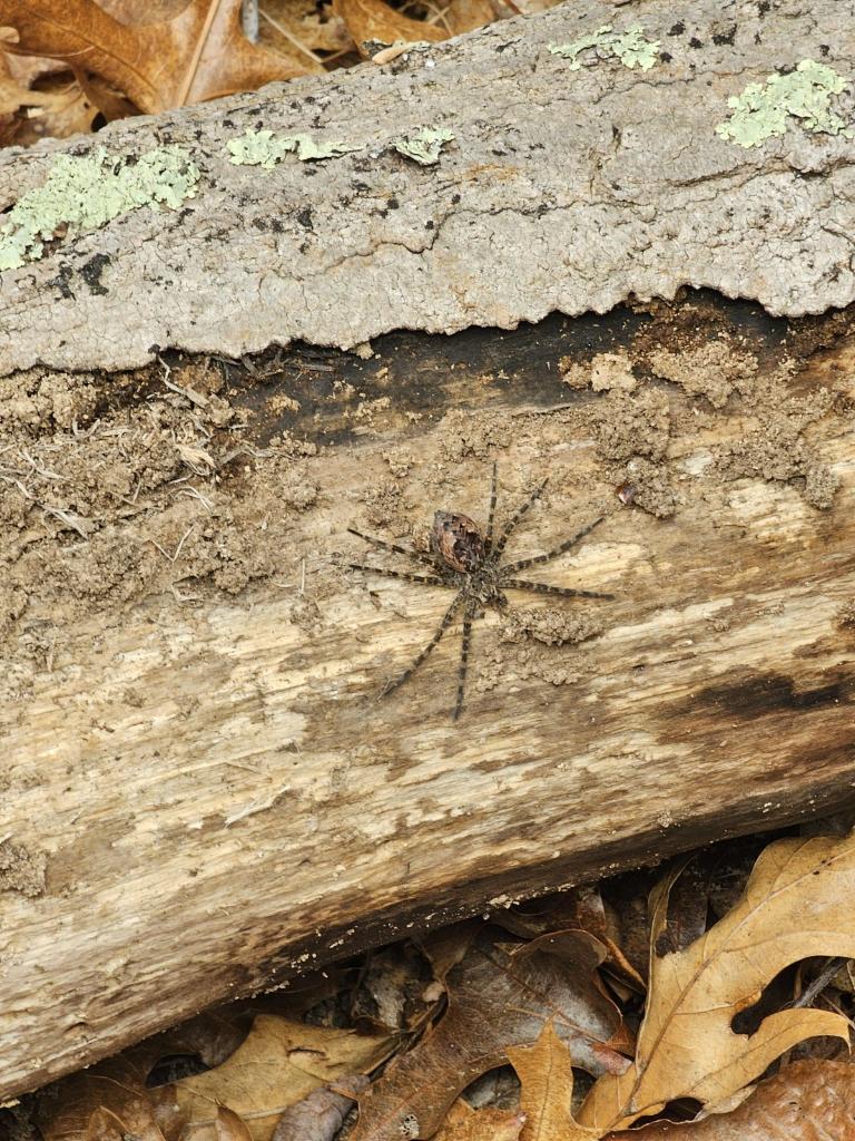 image of a spider on a log