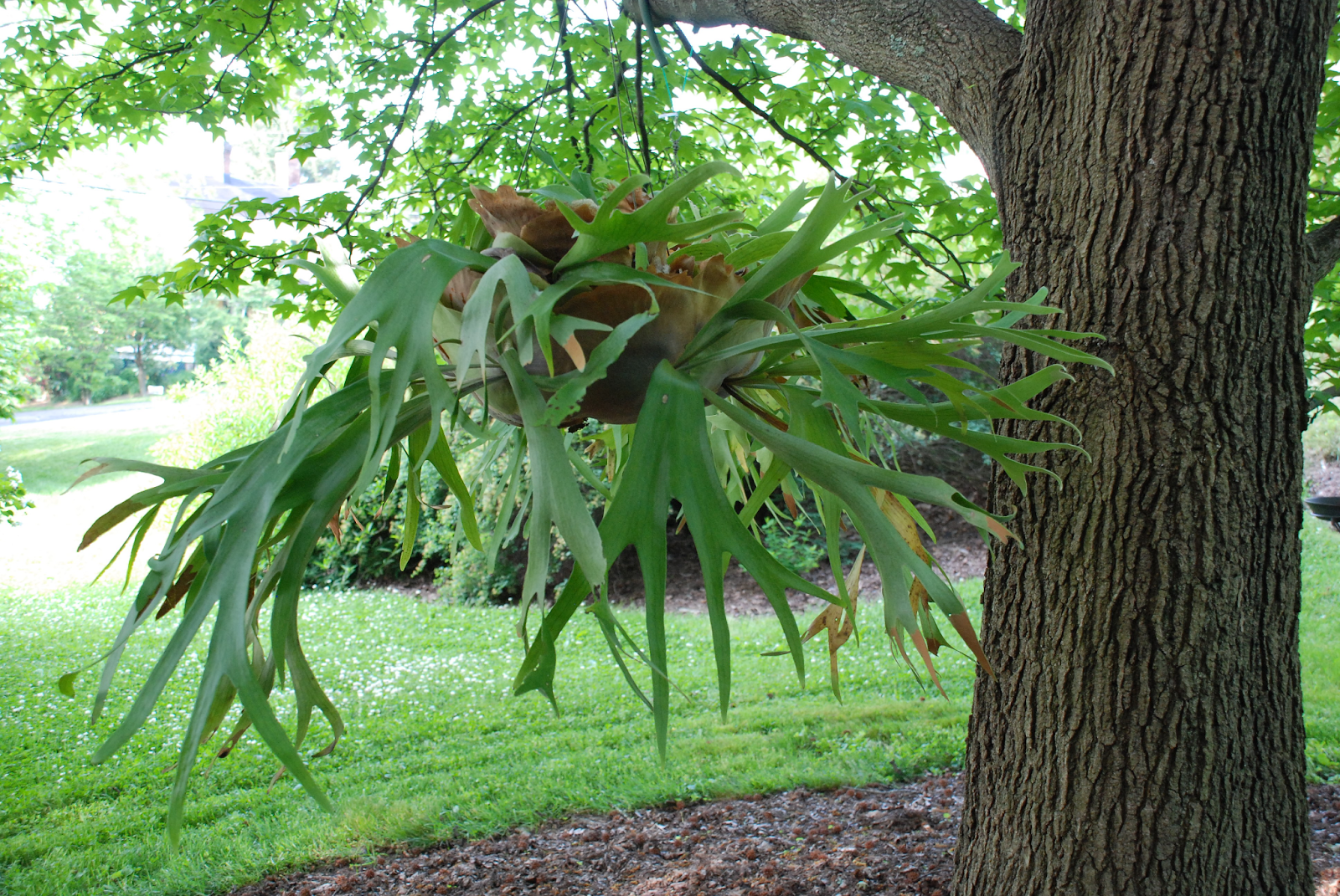 Staghorn Fern (Platycerium bifurcatum)
