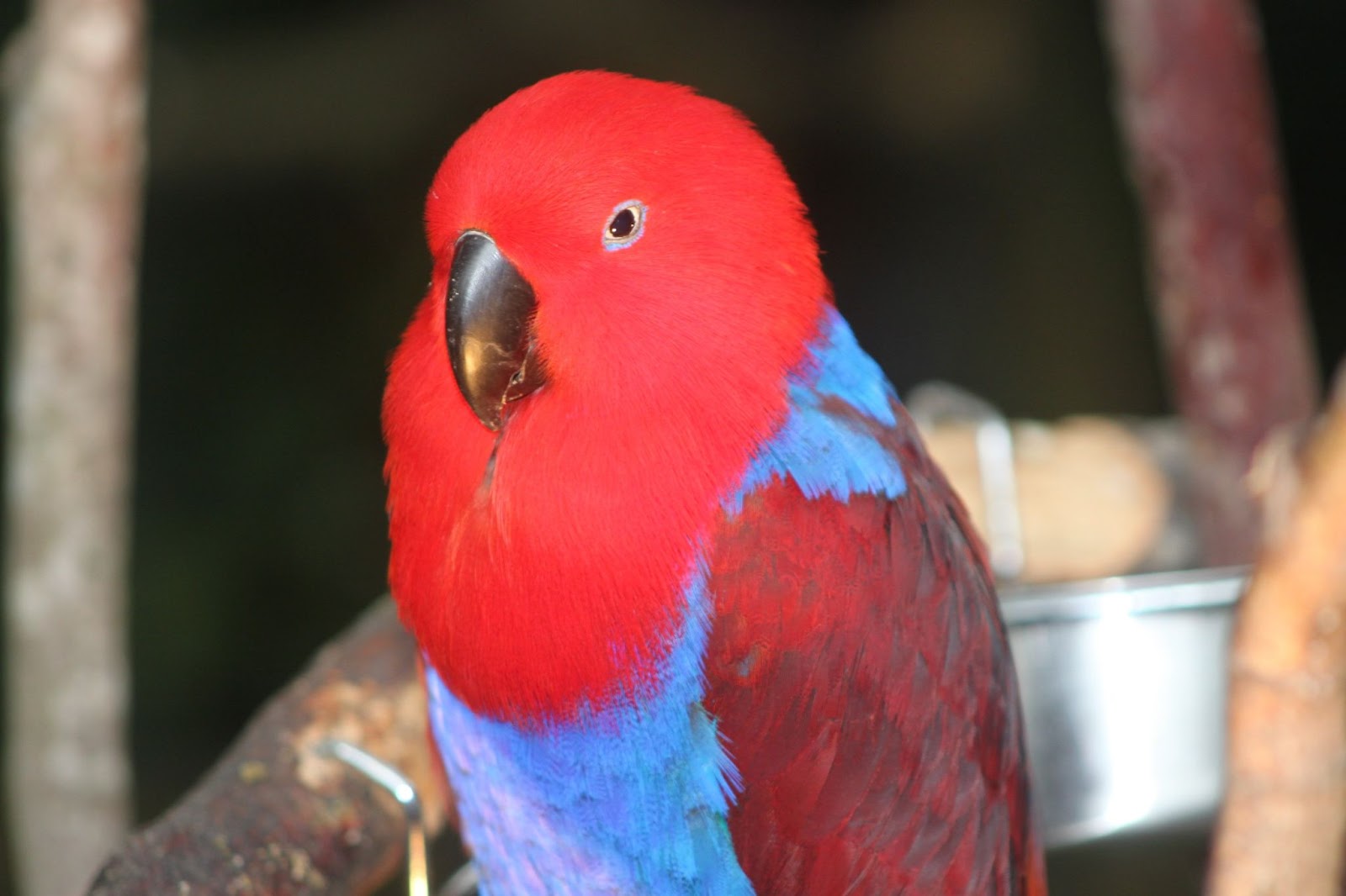 Eclectus Red Sided