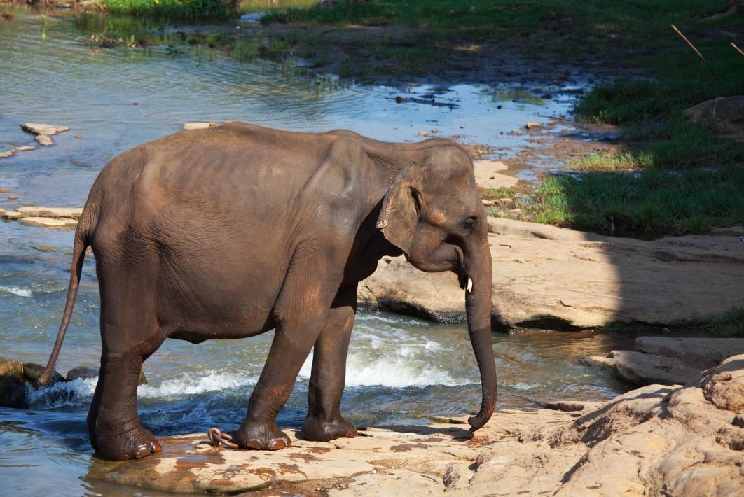 elephant-sri-lanka