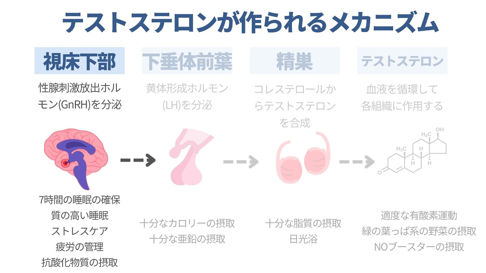 GnRHを正常に分泌させる