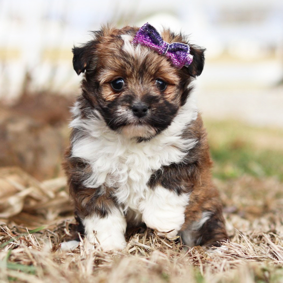 havanese puppy breed