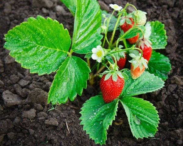 Wrong Soil