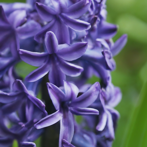 The Grand Finale: Witnessing Hyacinth Blooms