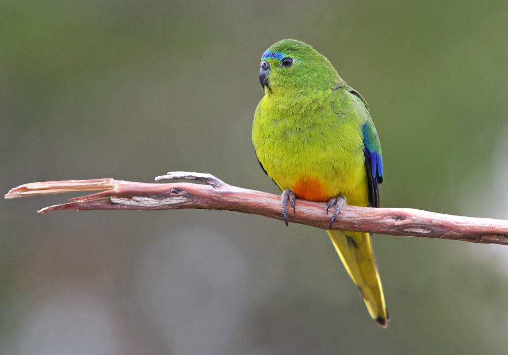 Parrots Exotic