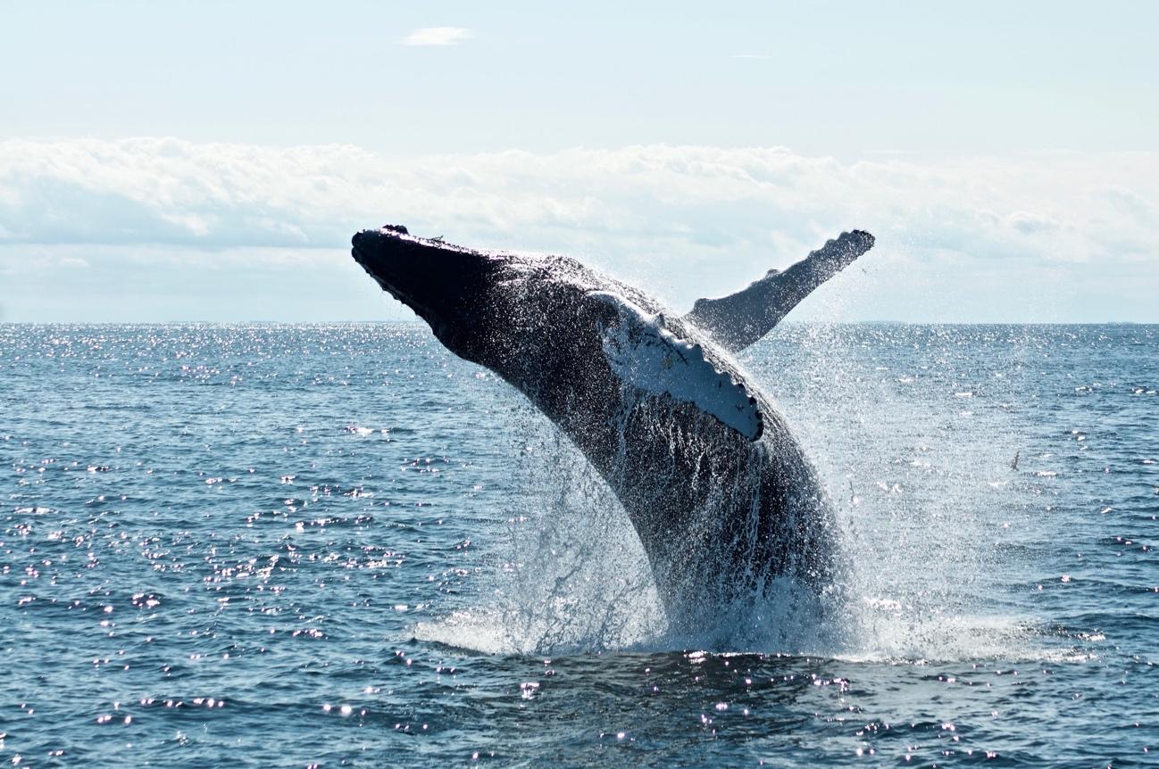 Ballena en el océano