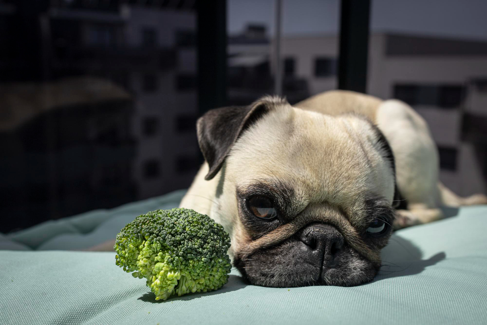 Dog broccoli