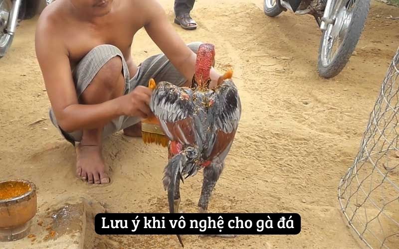 Lưu ý khi vô nghệ cho gà đá