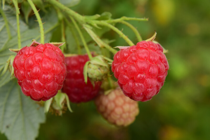 Mammoth Red