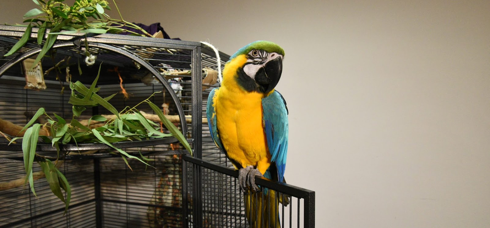 Parrots Boarding