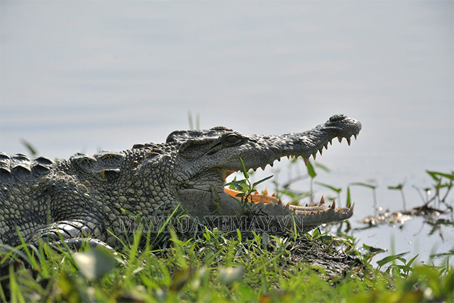 Cá sấu nước ngọt tại Bàu Sấu (Ảnh VQG Cát Tiên)