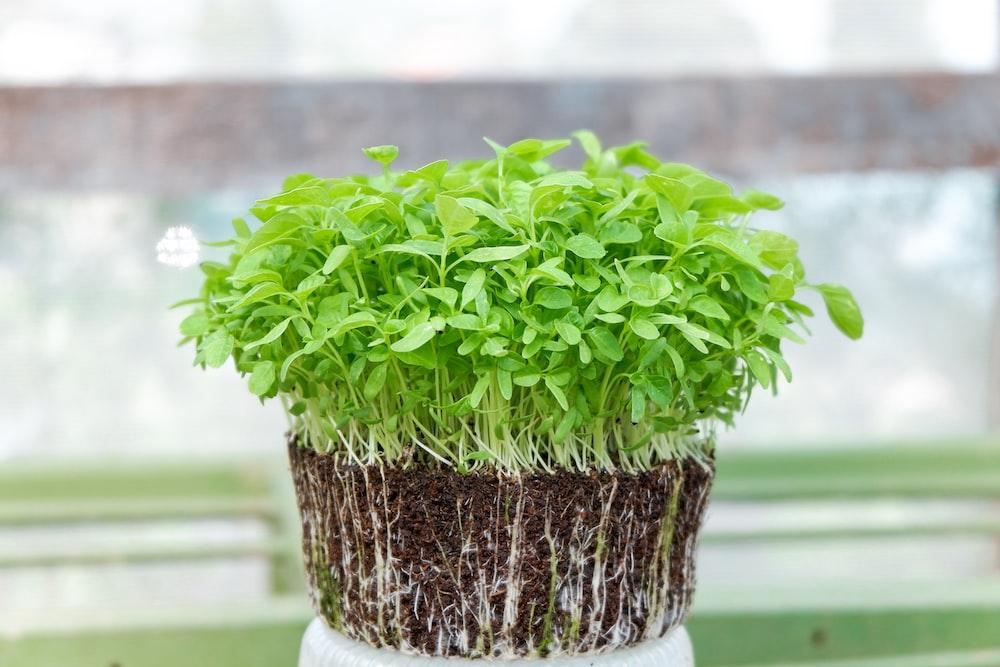 green plant on brown clay pot