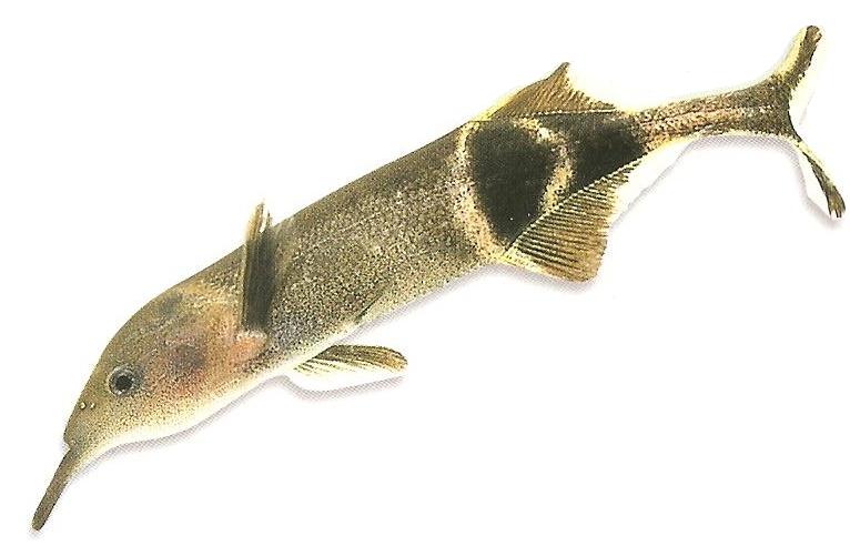 Peters's elephantnose fish - Wikipedia