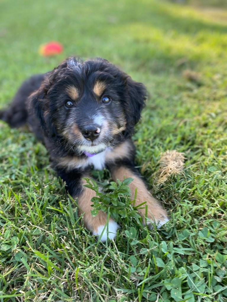 MINI BERNEDOODLE