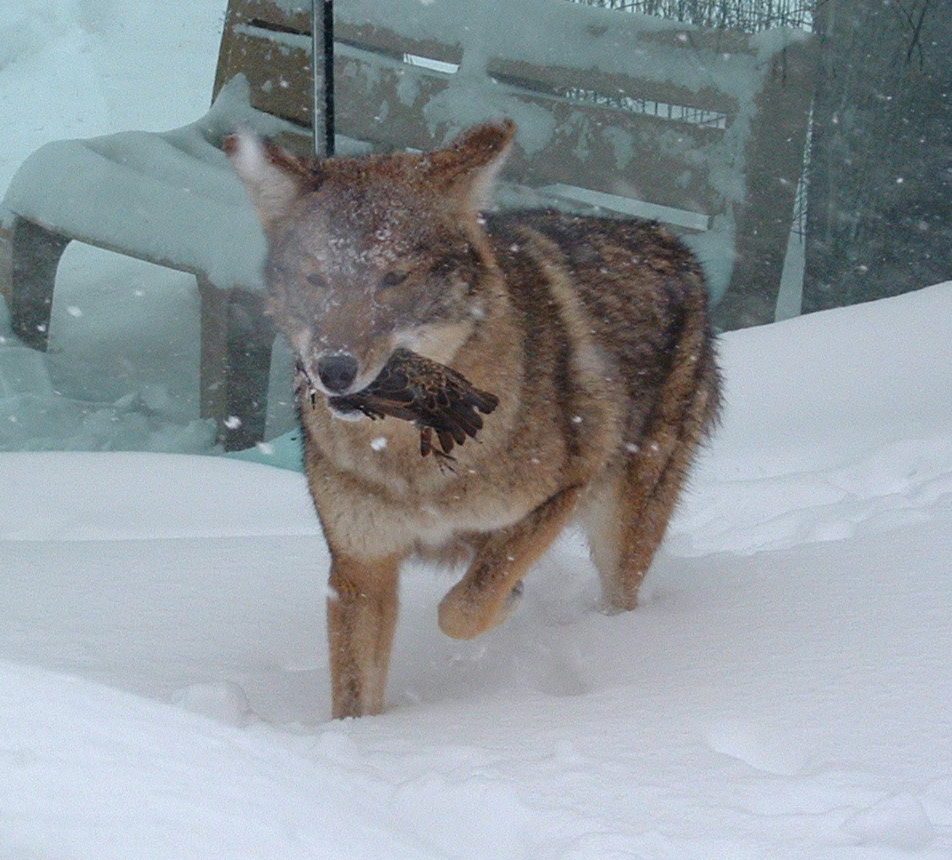A coyote walking through snow with a bird in its mouth.