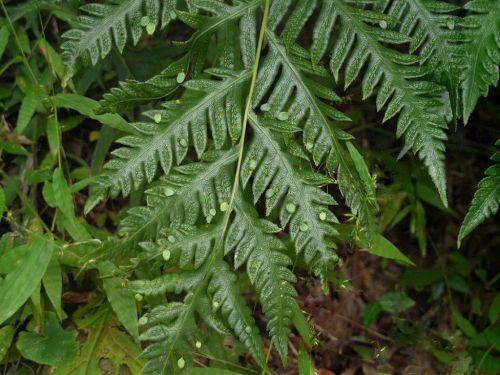 Oriental Chain Ferns 