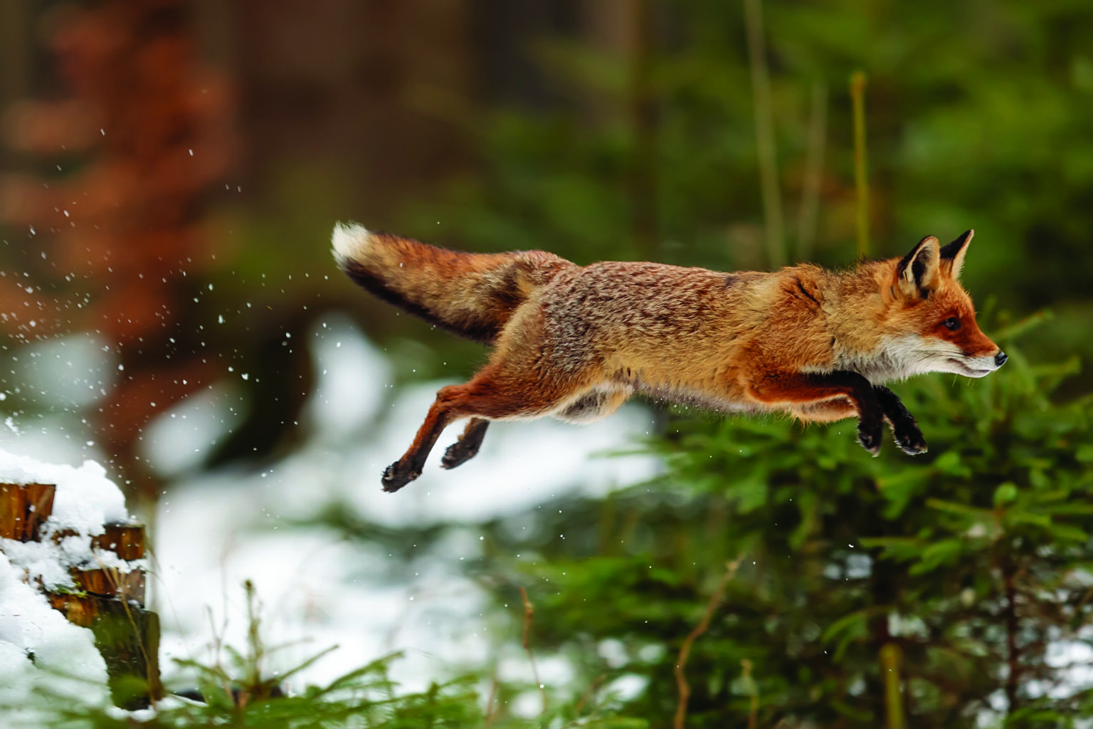 How High Can Foxes Jump