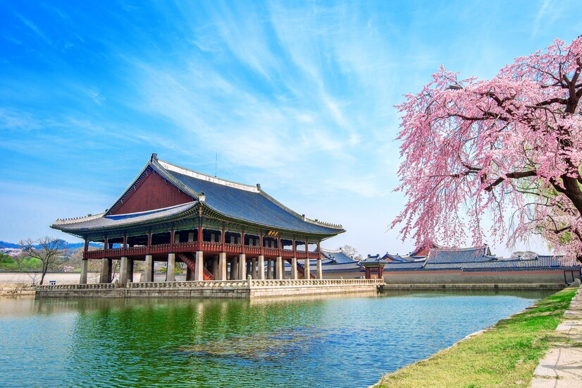 Gyeongbokgung Palace with cherry blossom in spring.