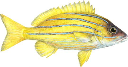 graphic of taʻape fish