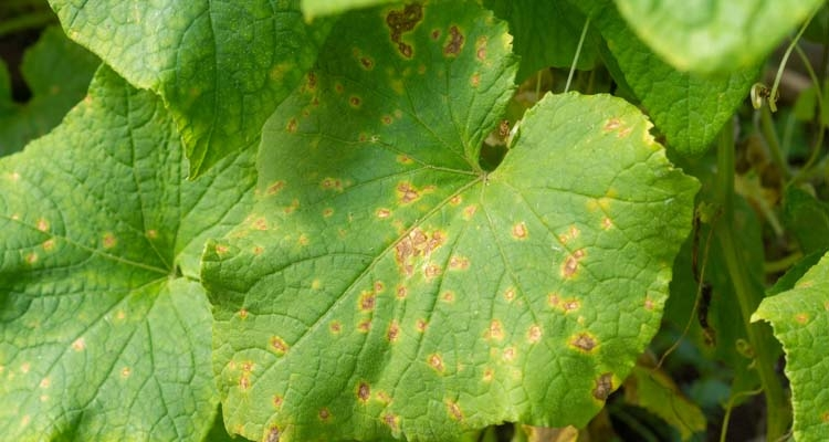 Cucumber Mosaic Virus