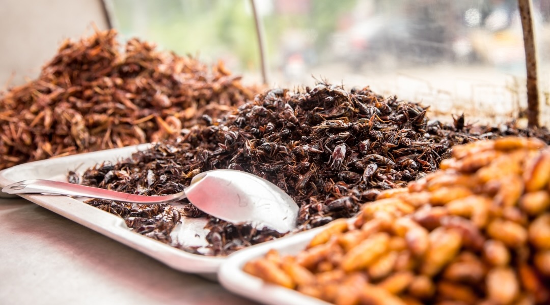 Three plates of edible insects with a serving spoon