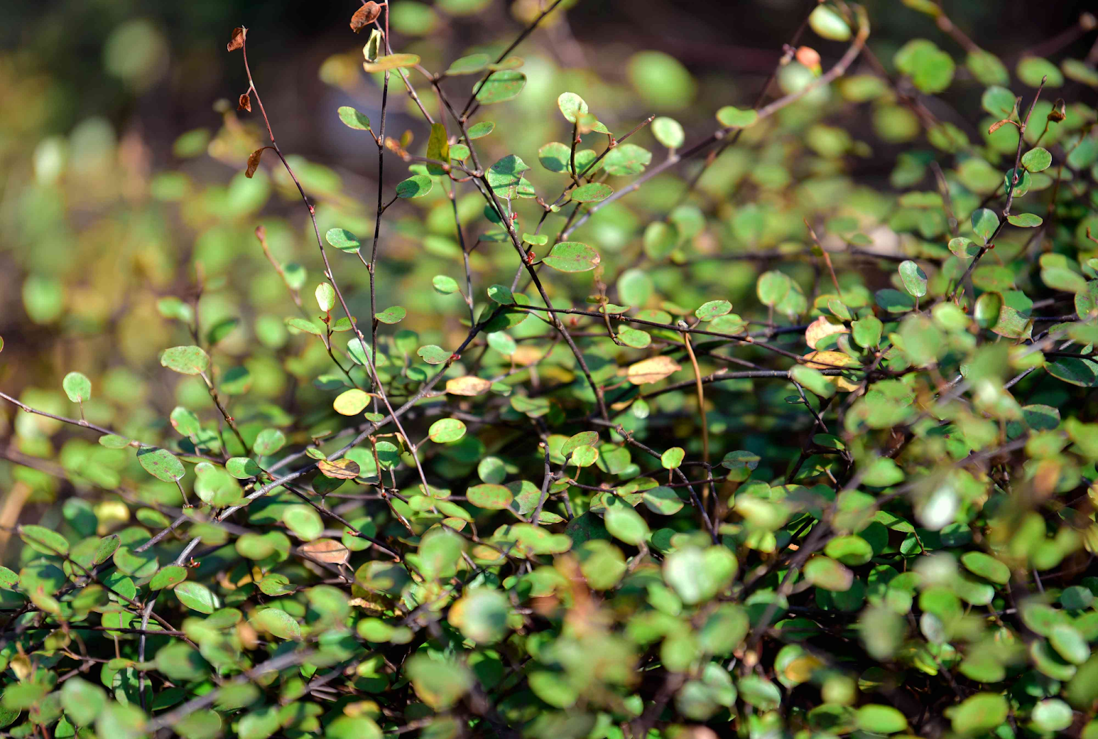 Wire Vine (Muehlenbeckia complexa)