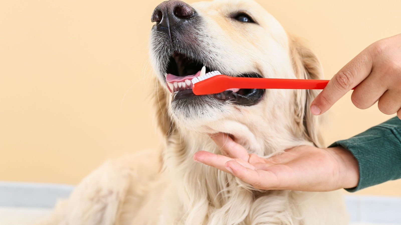 dog owner brushing Golden Retrievers dogs teeth to prevent tooth decay