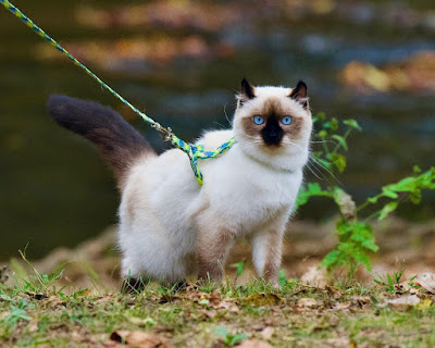 Ragdoll cat on a leash outdoors