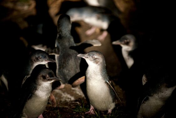 Penguin Tour Bicheno