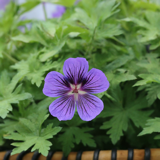 Geranium clouded